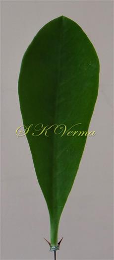  Leaf (Adaxial view) with Stipular spines